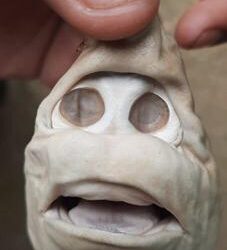 Klarifikasi Bayi Hiu Berwujud Manusia Di Rote