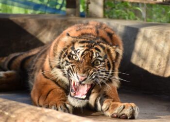 Harimau Sumatera “Ciuniang Nurantih” Dilepasliarkan