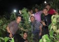 Pimilik Ladang 1 hektar Ganja diamankan Polres Kerinci
