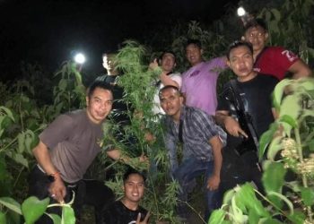 Pimilik Ladang 1 hektar Ganja diamankan Polres Kerinci