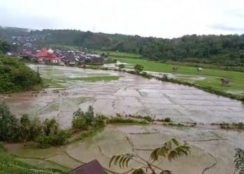 Hantaman Banjir Sungai Tamtung Jangkat, Membuat Puluhan Hektar Sawah Warga Rusak
