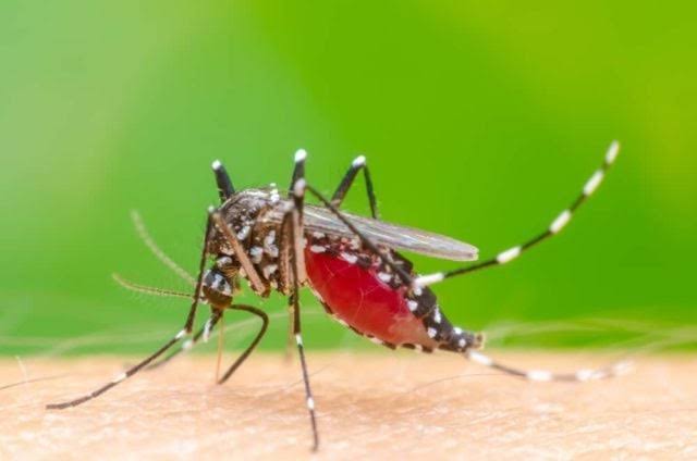 Selalu Waspada! Di Jakarta Kasus DBD Alami Peningkatan Hingga Mencapai 627 Kasus