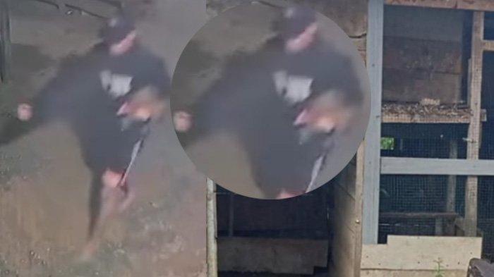 Puluhan Ayam Warga di Kota Jambi Dicuri Jelang Tahun Baru, Aksi Terekam CCTV