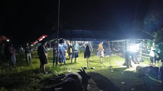 Sambut Bulan Suci Ramadhan Tahun 2025, Masyarakat Desa Telentam Gelar Bantaian Adat Potong 8 Kerbau.