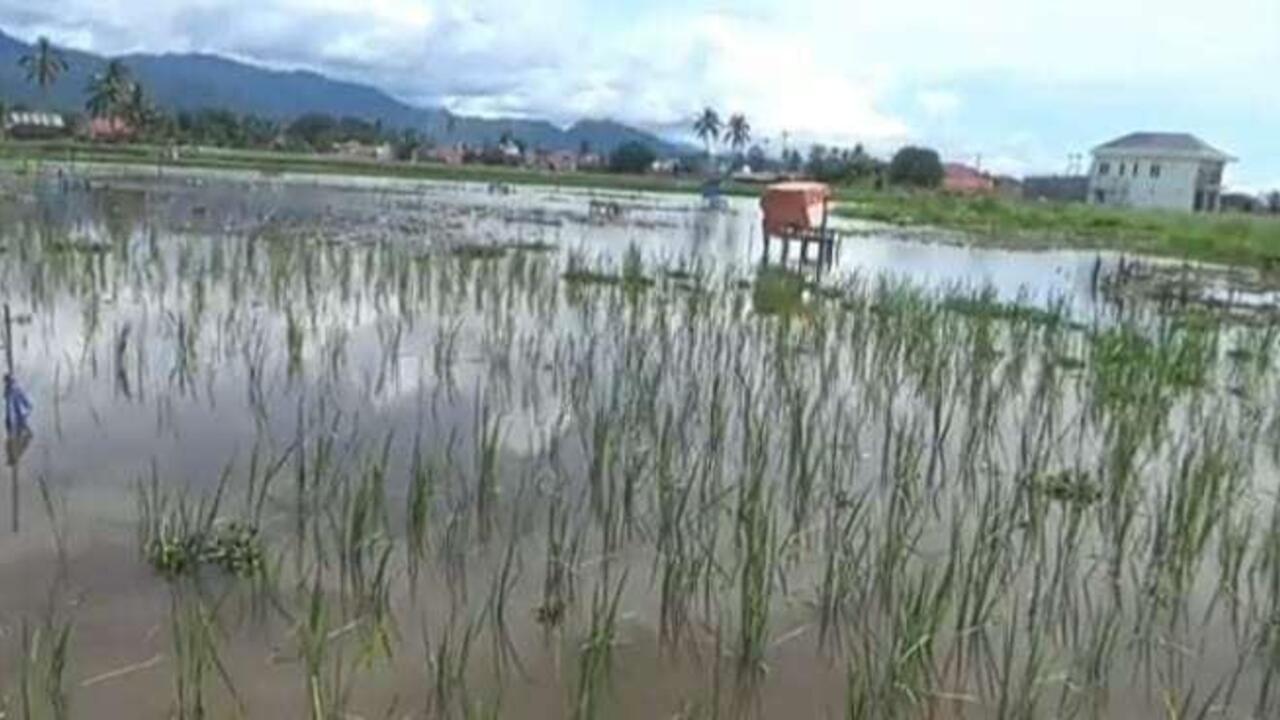 1.470 Hektare Sawah di Sungai Penuh Tak Bisa Digarap Akibat Genangan Air