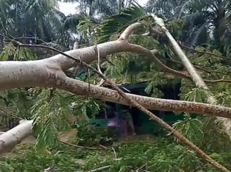 Pohon Sengon Tumbang Timpa Rumah Warga di Tanjab Timur