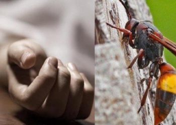 2 Petani di Tanjab Timur Diserang Tawon Vespa, 1 Meninggal Dunia dan 1 Terluka
