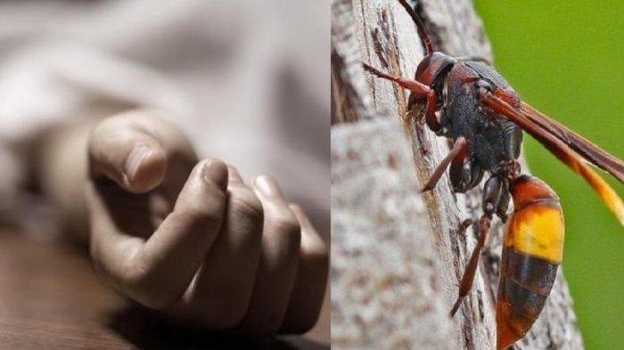2 Petani di Tanjab Timur Diserang Tawon Vespa, 1 Meninggal Dunia dan 1 Terluka