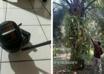 Pria di Merangin Terciduk Maling Sawit dan CCTV di Kebun Warga