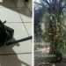 Pria di Merangin Terciduk Maling Sawit dan CCTV di Kebun Warga