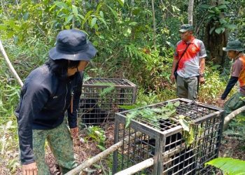 Lestarikan Keanekaragaman Hayati, BKSDA Jambi Lepasliarkan Sejumlah Satwa Liar ke Hutan