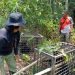 Lestarikan Keanekaragaman Hayati, BKSDA Jambi Lepasliarkan Sejumlah Satwa Liar ke Hutan