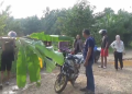 Protes Jalan Rusak, Warga Muara Bulian Tanam Pohon Pisang di Tengah Jalan