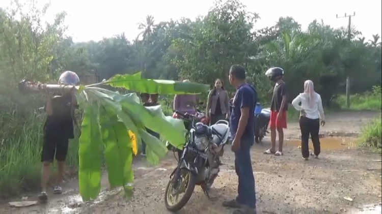 Protes Jalan Rusak, Warga Muara Bulian Tanam Pohon Pisang di Tengah Jalan