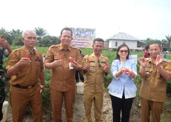 Bupati Muaro Jambi, Dr. Bambang Bayu Suseno, Secara Langsung Menghadiri Kegiatan Panen Raya Cabe Merah Besar ke 13 Milik 7 Kelompok Tani Gapoktan