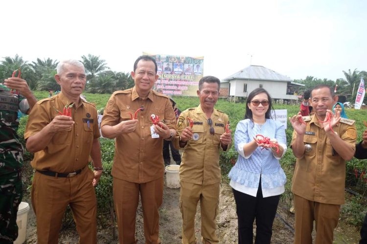 Bupati Muaro Jambi, Dr. Bambang Bayu Suseno, Secara Langsung Menghadiri Kegiatan Panen Raya Cabe Merah Besar ke 13 Milik 7 Kelompok Tani Gapoktan