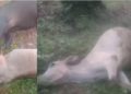 14 Ekor Sapi di Bungo Mati Mendadak, Warga Duga Diracun Pemilik Kebun Sawit