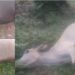 14 Ekor Sapi di Bungo Mati Mendadak, Warga Duga Diracun Pemilik Kebun Sawit