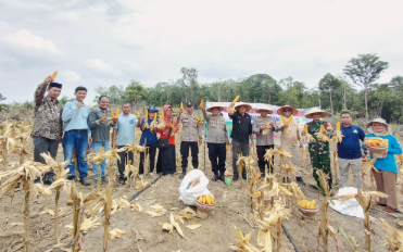 Sinergi Polri, Pemerintah, dan Masyarakat: Panen Jagung Kuartal III Sukses Digelar di Desa Danau Sarang Elang