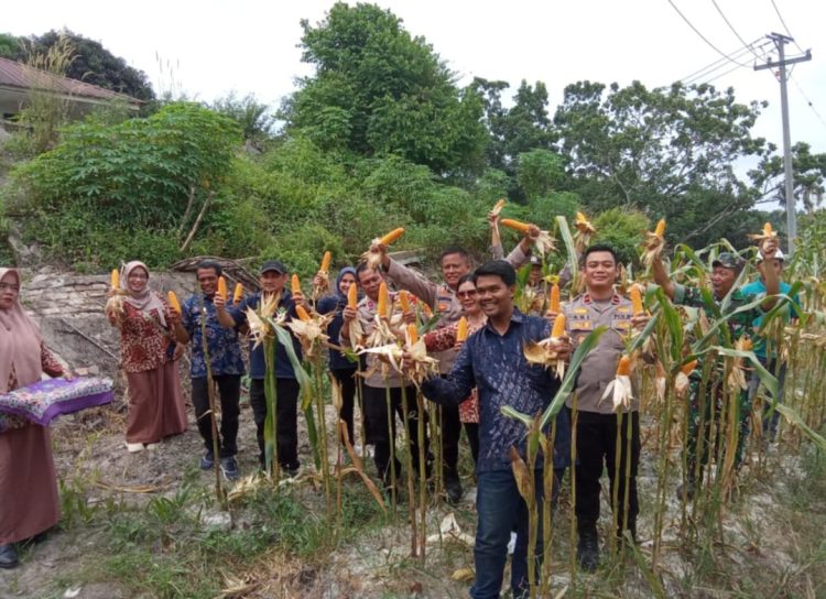 Kapolsek Bahar Selatan IPDA Ari Irfani SH MH Hadiri Panen Raya Serentak Kuartal III di PTPN IV Desa Tanjung Lebar Kecamatan Bahar Selatan