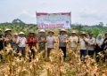 Sarolangun Gelar Panen Raya Jagung Serentak Kuartal III Tahun 2025