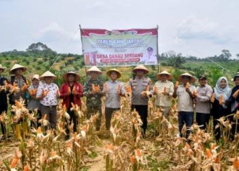 Sarolangun Gelar Panen Raya Jagung Serentak Kuartal III Tahun 2025