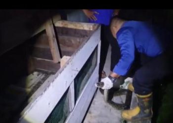 Dinas Damkartan Batanghari Evakuasi Ular Sanca Sepanjang 3 Meter di RT 30 Muara Bulian