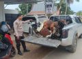 Geram! 2 Unit Sepeda Motor Pelaku Pencurian Sawit Dibakar Warga Danau Embat