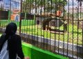 Sejak Ada 2 Satwa Baru di Taman Rimba, Pengunjung Meningkat, Pemprov Akan Tambah 1 Satwa Baru Lagi