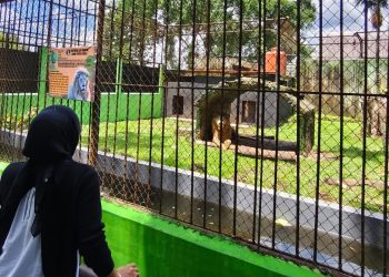 Sejak Ada 2 Satwa Baru di Taman Rimba, Pengunjung Meningkat, Pemprov Akan Tambah 1 Satwa Baru Lagi