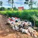Baru Sehari Ditutup Bupati, Sampah Kembali Menumpuk di TPS Ilegal Pematang Gajah Muaro Jambi