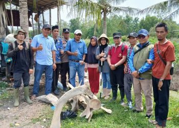 Heboh Penemuan Tulang Belulang diduga Mamalia Laut Ratusan Tahun, di Desa Muara Seberang Tungkal