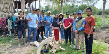 Heboh Penemuan Tulang Belulang diduga Mamalia Laut Ratusan Tahun, di Desa Muara Seberang Tungkal