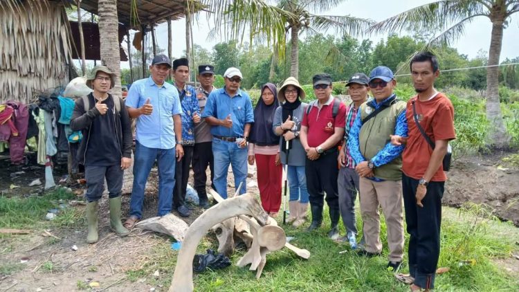 Heboh Penemuan Tulang Belulang diduga Mamalia Laut Ratusan Tahun, di Desa Muara Seberang Tungkal