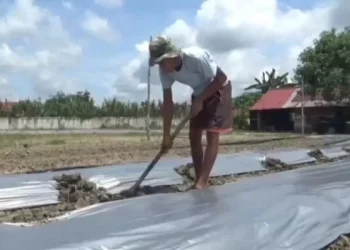 Petani Sekernan Alihkan Lahan Jagung ke Cabai, Antisipasi Jamur dan Harga Anjlok