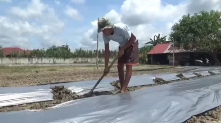 Petani Sekernan Alihkan Lahan Jagung ke Cabai, Antisipasi Jamur dan Harga Anjlok