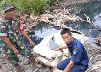 Hari Ini, Pemkot Jambi Gelar Carnaval Angso Duo 2025
