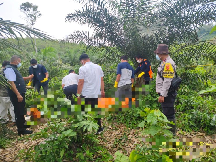 Geger Penemuan Mayat di Kebun Sawit, Polres Merangin Lakukan Olah TKP dan Selidiki Penyebab Kematian