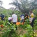 Geger Penemuan Mayat di Kebun Sawit, Polres Merangin Lakukan Olah TKP dan Selidiki Penyebab Kematian