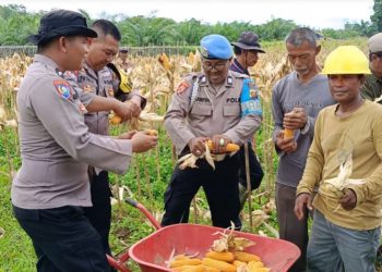 Polsek Rimbo Ulu Dukung Ketahanan Pangan Nasional Lewat Panen Raya Jagung di Desa Wanareja