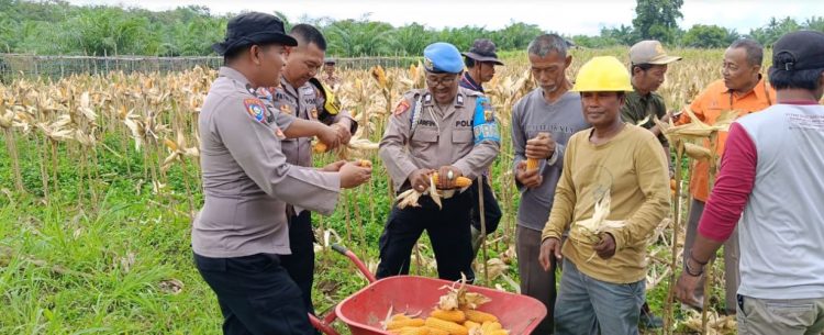 Polsek Rimbo Ulu Dukung Ketahanan Pangan Nasional Lewat Panen Raya Jagung di Desa Wanareja