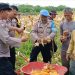 Polsek Rimbo Ulu Dukung Ketahanan Pangan Nasional Lewat Panen Raya Jagung di Desa Wanareja