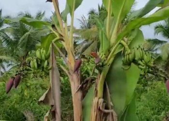 Baru 4 Hari Lahir, Bayi Laki-laki Dikubur di Kebun Pisang