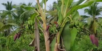 Baru 4 Hari Lahir, Bayi Laki-laki Dikubur di Kebun Pisang