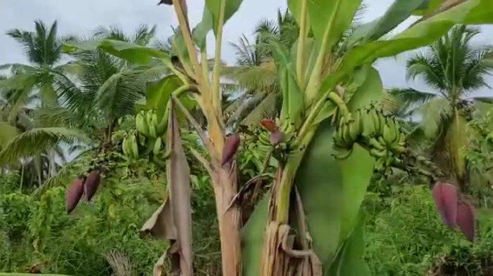 Baru 4 Hari Lahir, Bayi Laki-laki Dikubur di Kebun Pisang