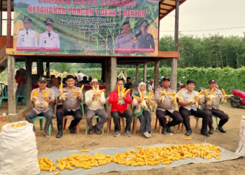 Dukung Ketahanan Pangan, Polsek Jaluko Bersama Pemerintah Desa Sungai Duren Mandiri Gelar Panen Perdana Jagung Hibrida