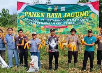 Perkuat Ketahanan Pangan, Polsek Tengah Ilir Bersama Warga Gelar Panen Raya Jagung di Desa Penapalan