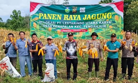 Perkuat Ketahanan Pangan, Polsek Tengah Ilir Bersama Warga Gelar Panen Raya Jagung di Desa Penapalan