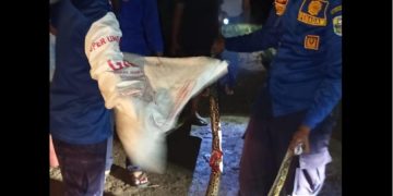 Damkartan Muaro Jambi Evakuasi Ular Piton di Tumpukan Genteng
