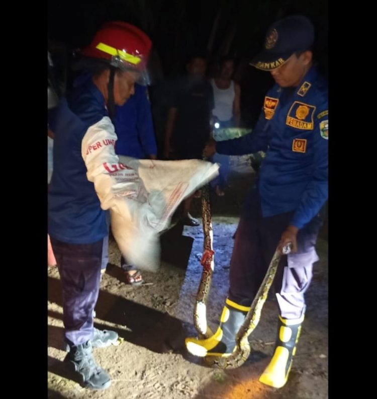 Damkartan Muaro Jambi Evakuasi Ular Piton di Tumpukan Genteng